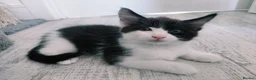 Mixed Breed cats for sale: Lovely kittens looking for forever home - Advert 4