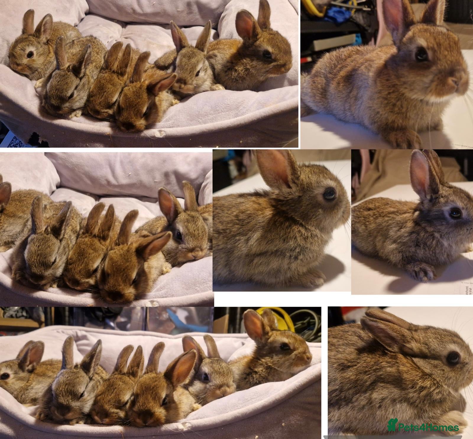 Mixed Breed rabbits Lovely Ginger Male Bunnies for Sale 🐰 - Advert 2