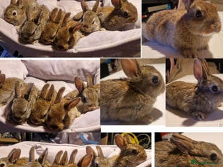 Mixed Breed rabbits 6 Gorgeous Ginger Male Bunnies for Sale 🐰 - Advert 11
