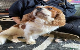 Cavalier King Charles Spaniel dogs for stud: Fully health tested proven Kc reg, multi gen clear in Wrexham - Image 10
