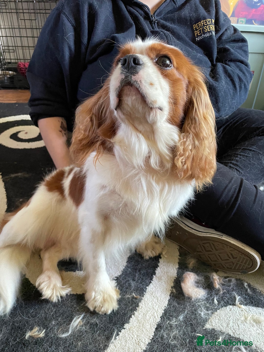 Cavalier King Charles Spaniel dogs for stud: Fully health tested proven Kc reg, multi gen clear in Wrexham - Image 10