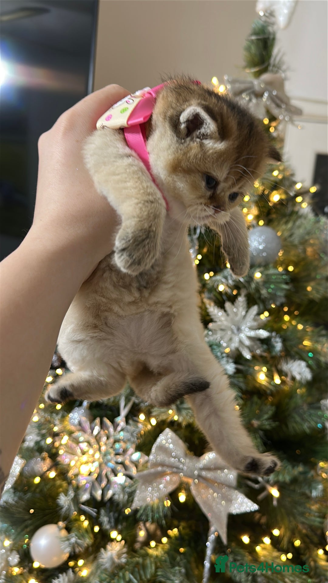 Scottish Fold cats for sale: Adorable Scottish Kittens – Raised with Love - Advert 7