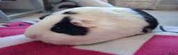 Guinea Pig rodents for sale: Two Beautiful Female Guinea Pigs - Advert 4