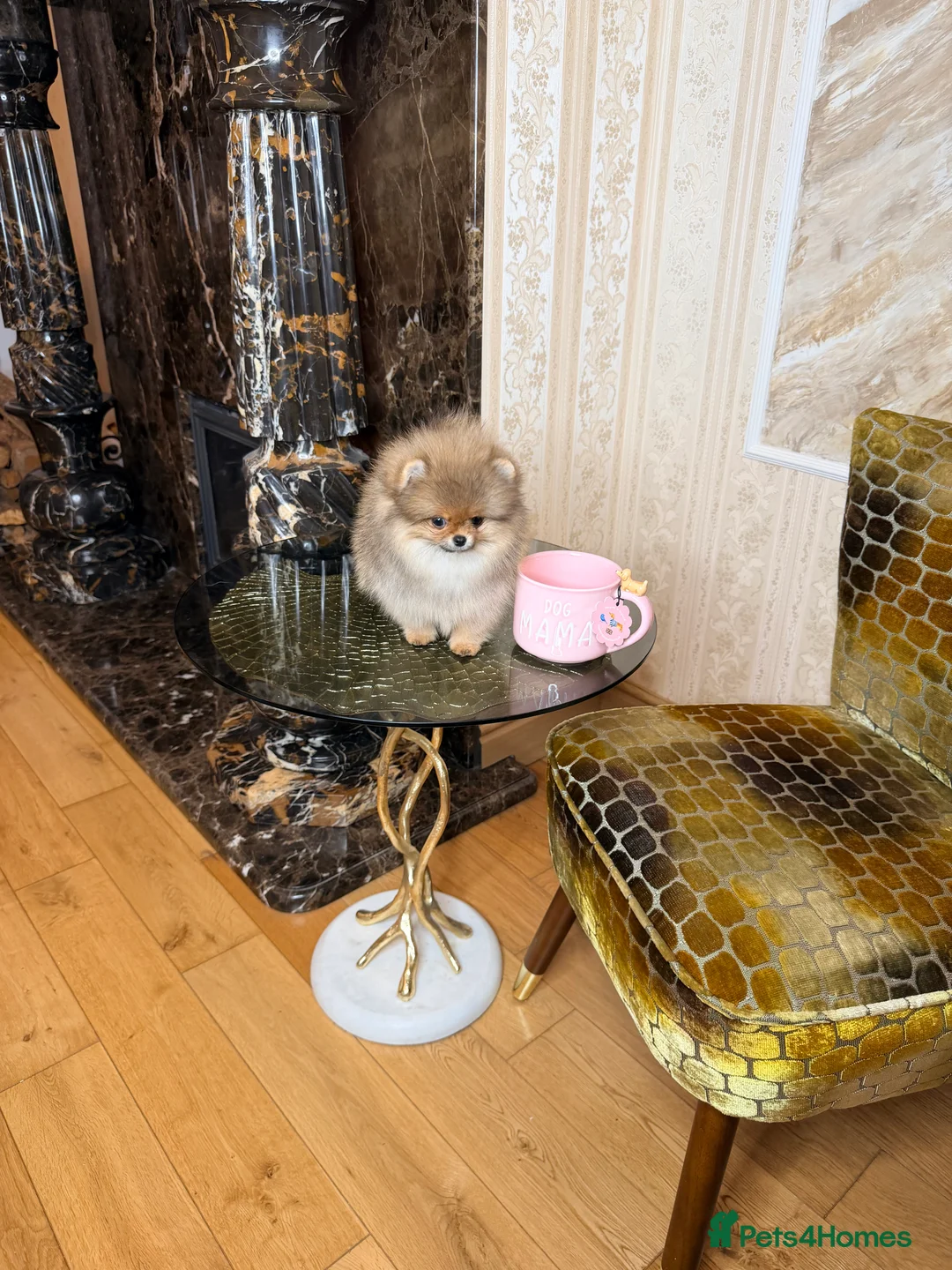 Pomeranian dogs for sale: Orange teddy bear type Pomeranian boy and girl - Advert 22