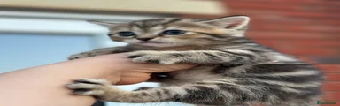 British Shorthair 4