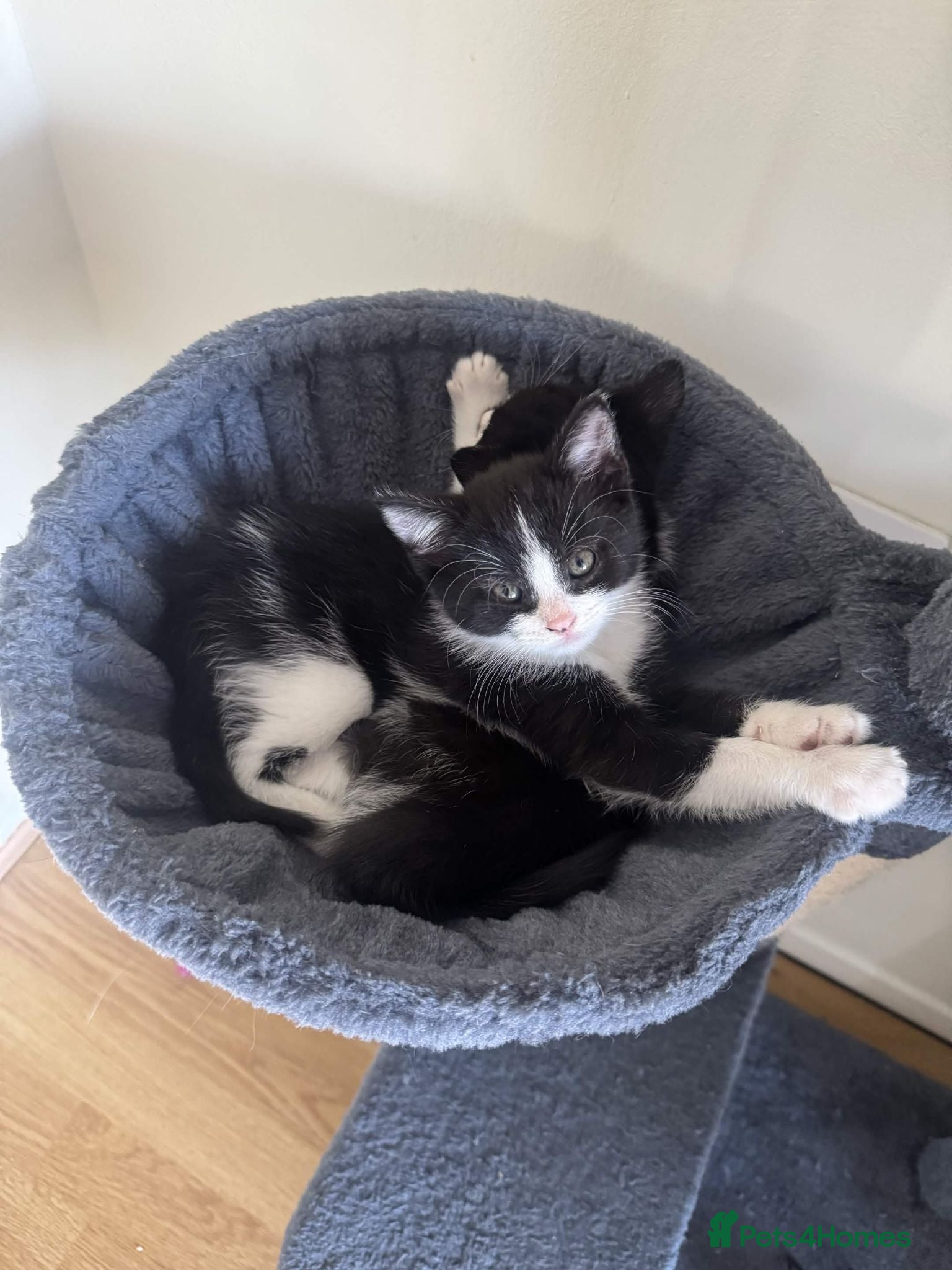 Domestic Shorthair cats Playful Oreo Kitten Looking for Loving Family - Advert 14