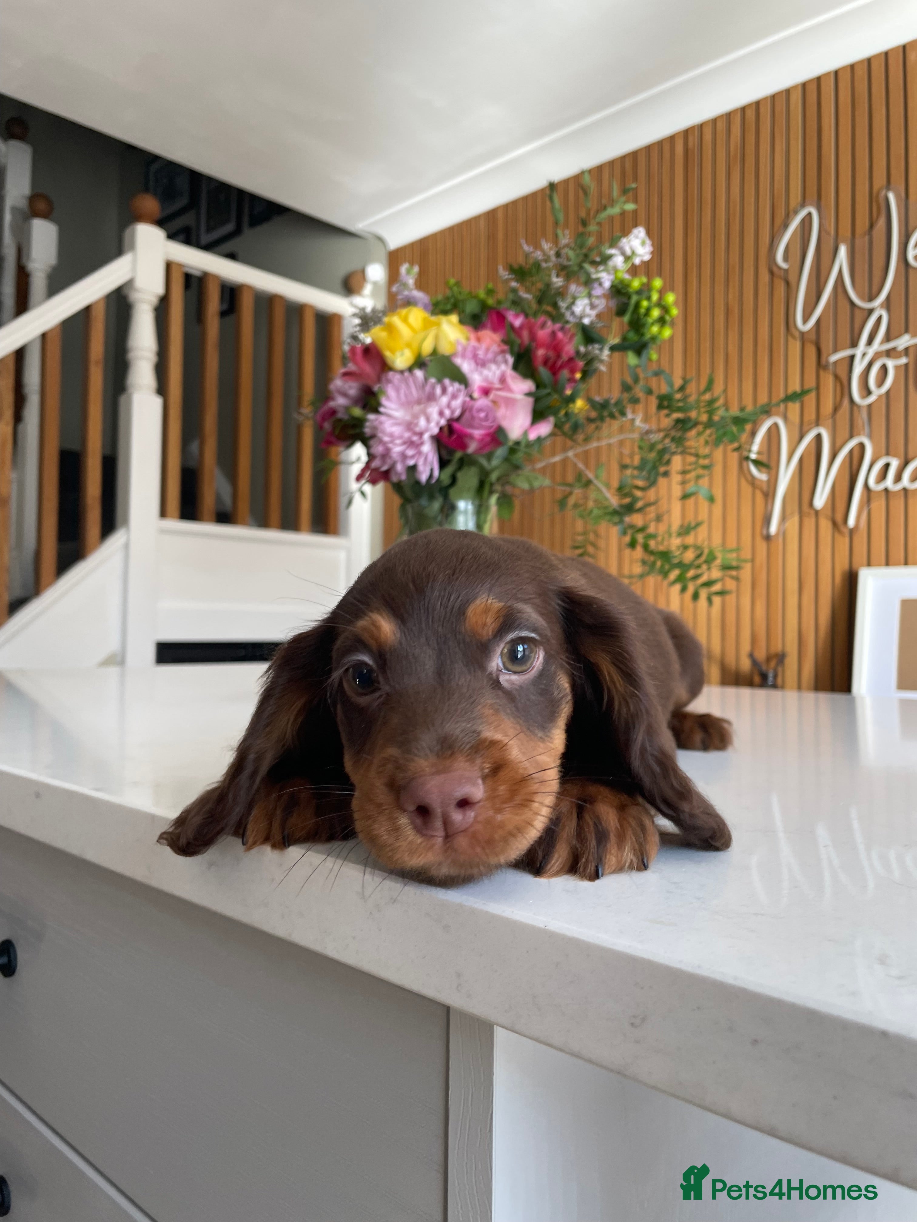 Cocker Spaniel dogs Outstanding Pedigree lines Cocker Spaniel Puppies. - Advert 2