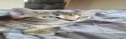 British Shorthair cats for sale: Lovely kittens  - Advert 5