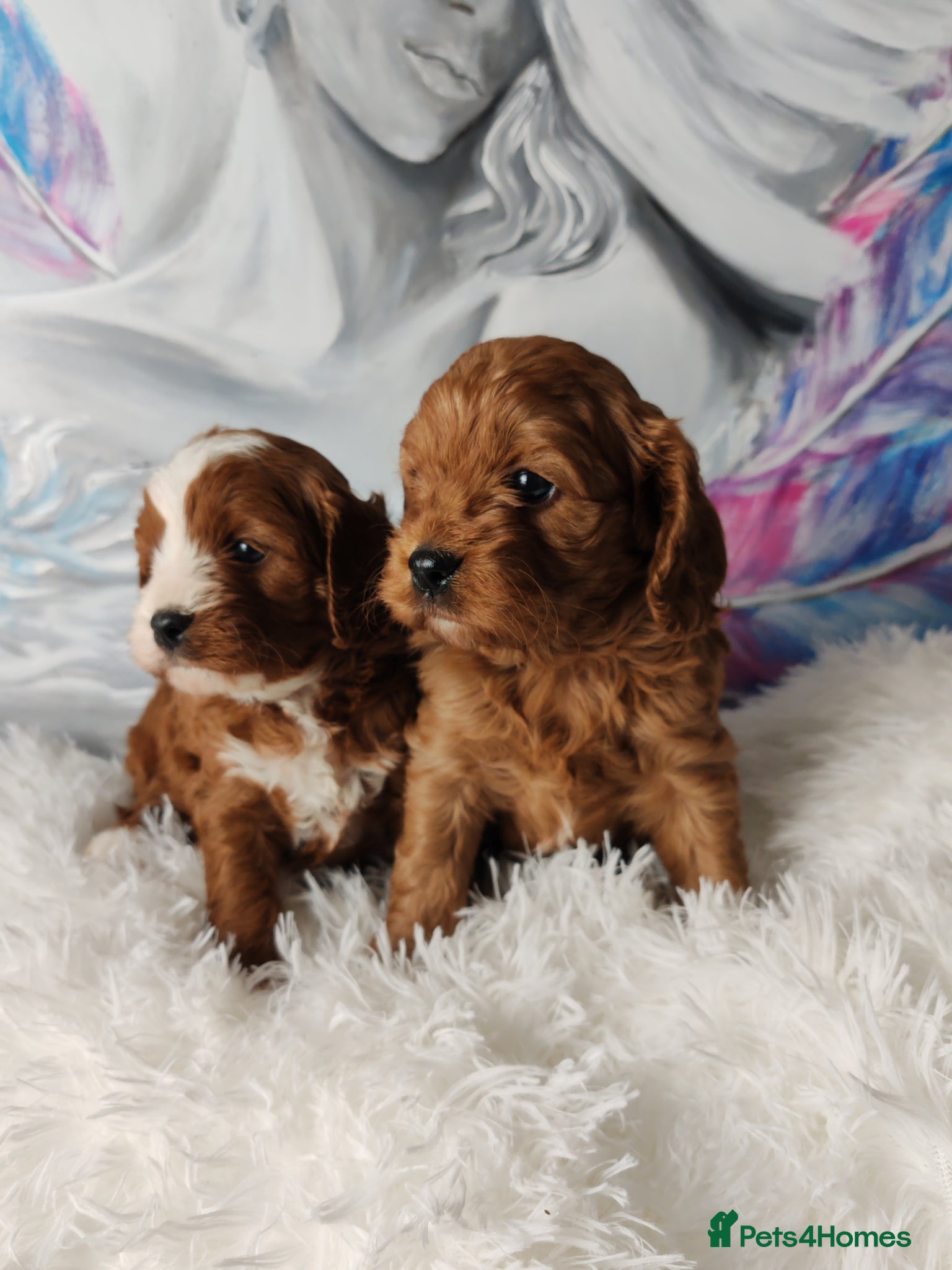 Cavapoo dogs Adorable F1 Cavapoo Puppies for Sale - Advert 7