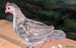 Chickens poultry for sale: Serama chicks 1 1/2 to 2 months,READ DESCRIPTION - Image 7