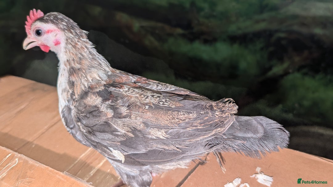 Chickens poultry for sale: Serama chicks 1 1/2 to 2 months,READ DESCRIPTION - Image 7