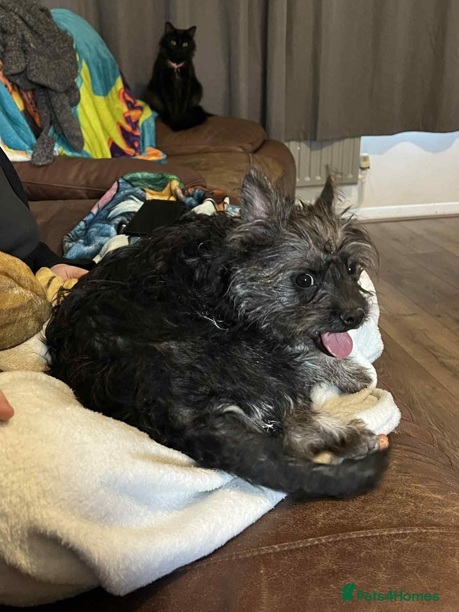 Mixed Breed dogs Beautiful girl  - Advert 1