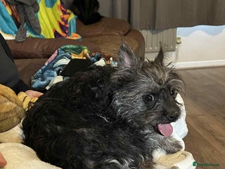 Mixed Breed dogs Beautiful girl - Advert 1