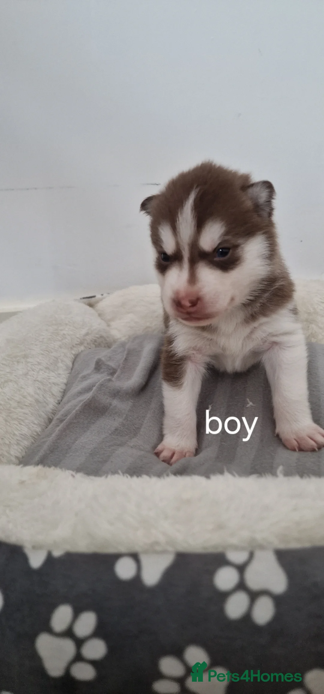Siberian Husky dogs for sale: 🔥💙🐺 SIBERIAN HUSKY PUPPIES – READY TO RESERVE! - Advert 11