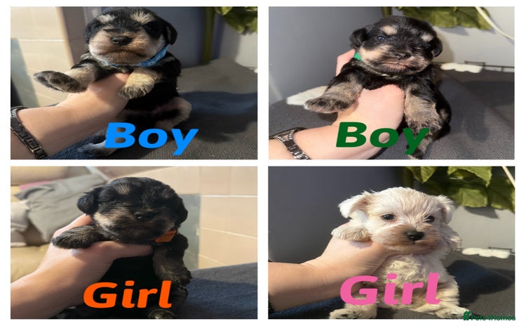 Miniature Schnauzer dogs Miniature schnauzer puppies  - Advert 2