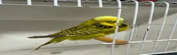 Budgerigars birds for sale: English budgies - Advert 3
