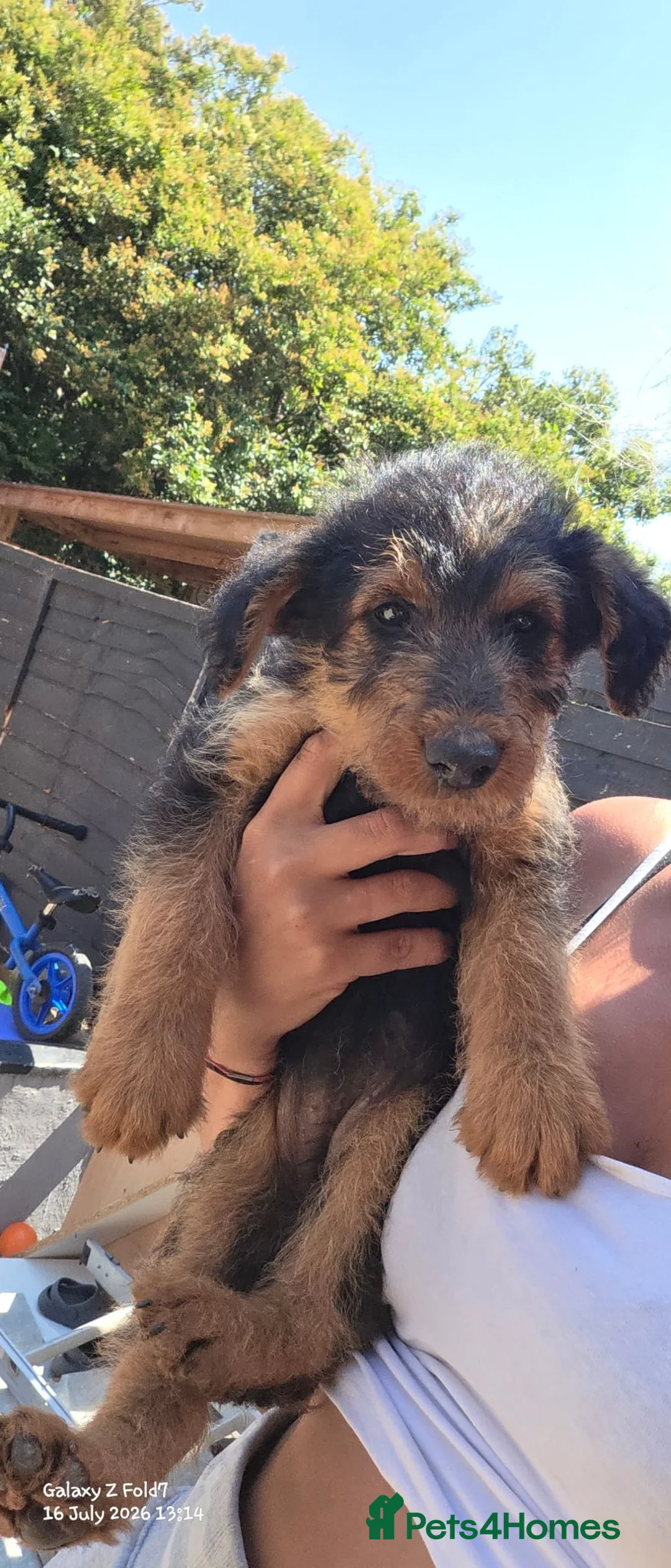 Airedale Terrier dogs for sale: Last 2 female airdale terriers  - Advert 4