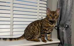 Bengal cats for sale: URGENT Male Bengal for sale - Image 1