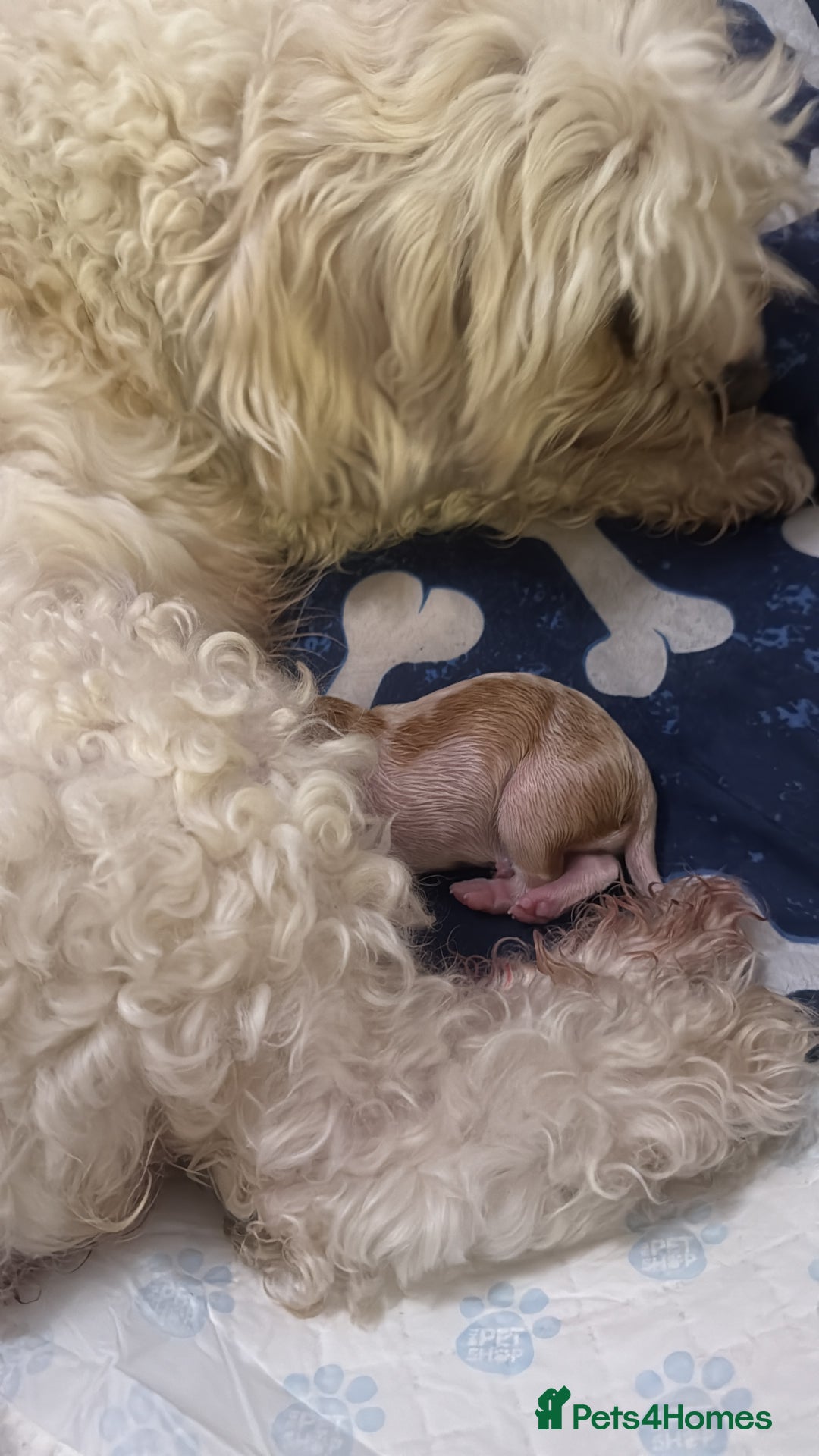 Cavachon dogs for sale: Cavachon - Advert 5