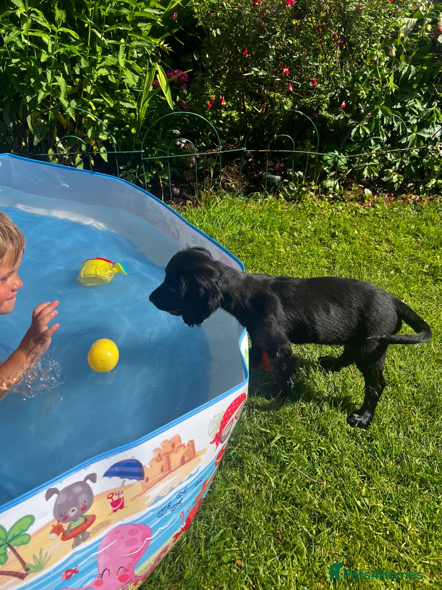 Cocker Spaniel dogs Kc registered cocker spaniel puppies  - Advert 13