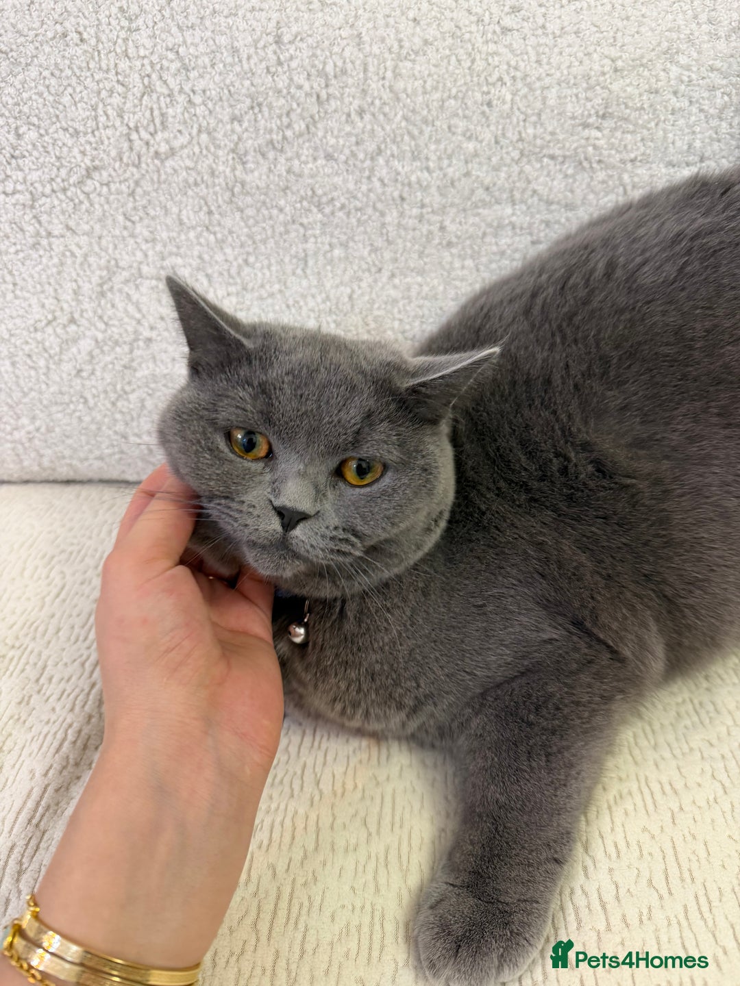 British Shorthair cats for sale: Beautiful British shorthair blue cat  - Advert 5
