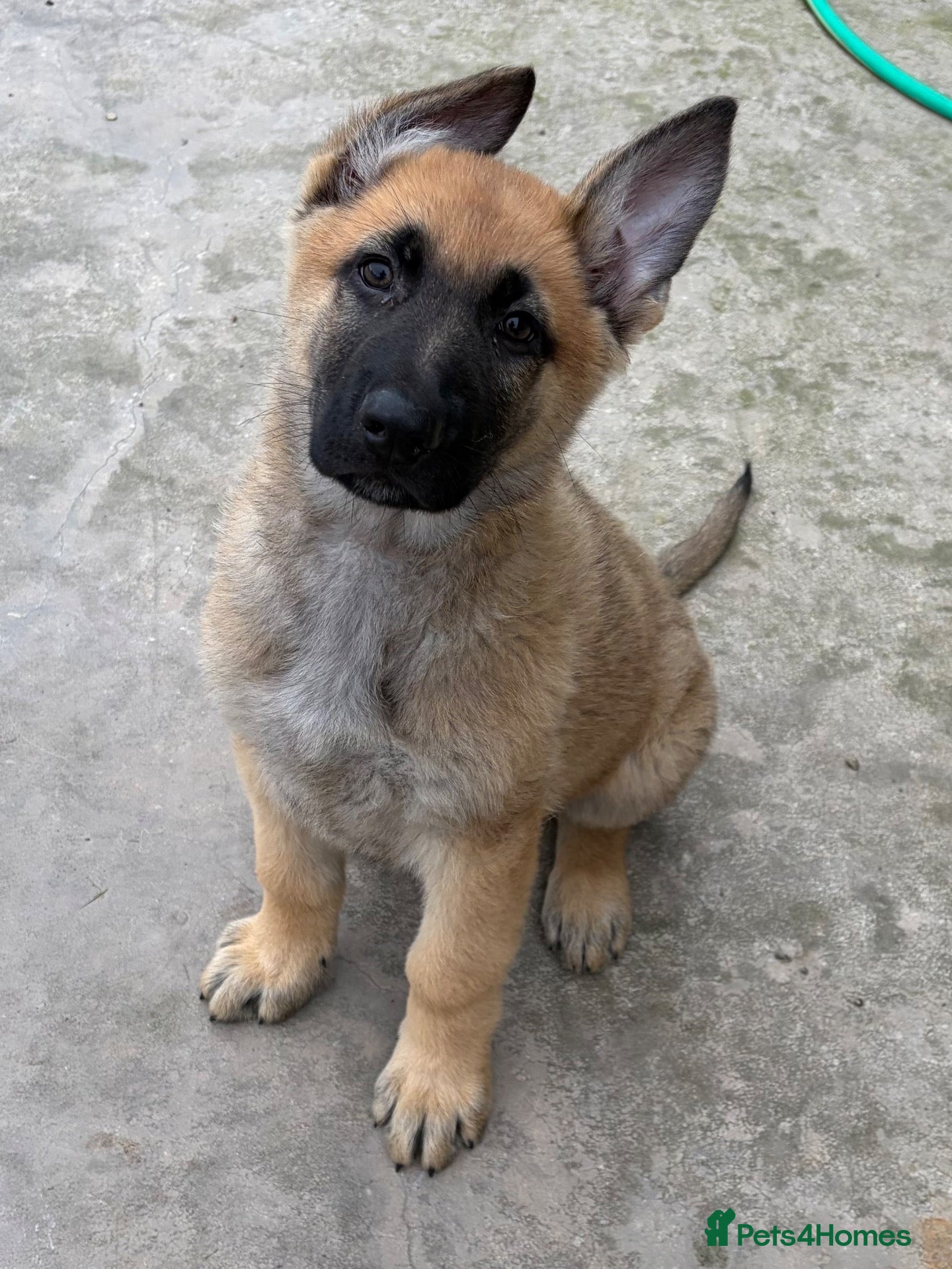 German Shepherd dogs German Shepherd pup - Advert 5