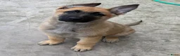 German Shepherd dogs for sale: German Shepherd pup - Advert 1
