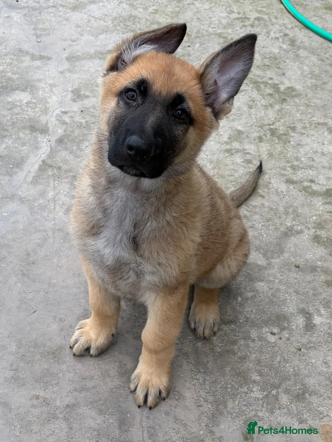German Shepherd dogs for sale: German Shepherd pup - Advert 1
