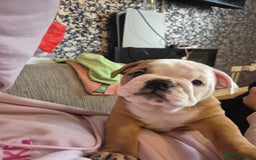 English Bulldog dogs for sale: English Bulldog Puppies  - Image 3