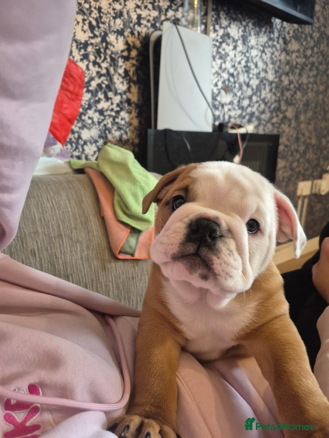 English Bulldog dogs for sale: English Bulldog Puppies  - Image 3