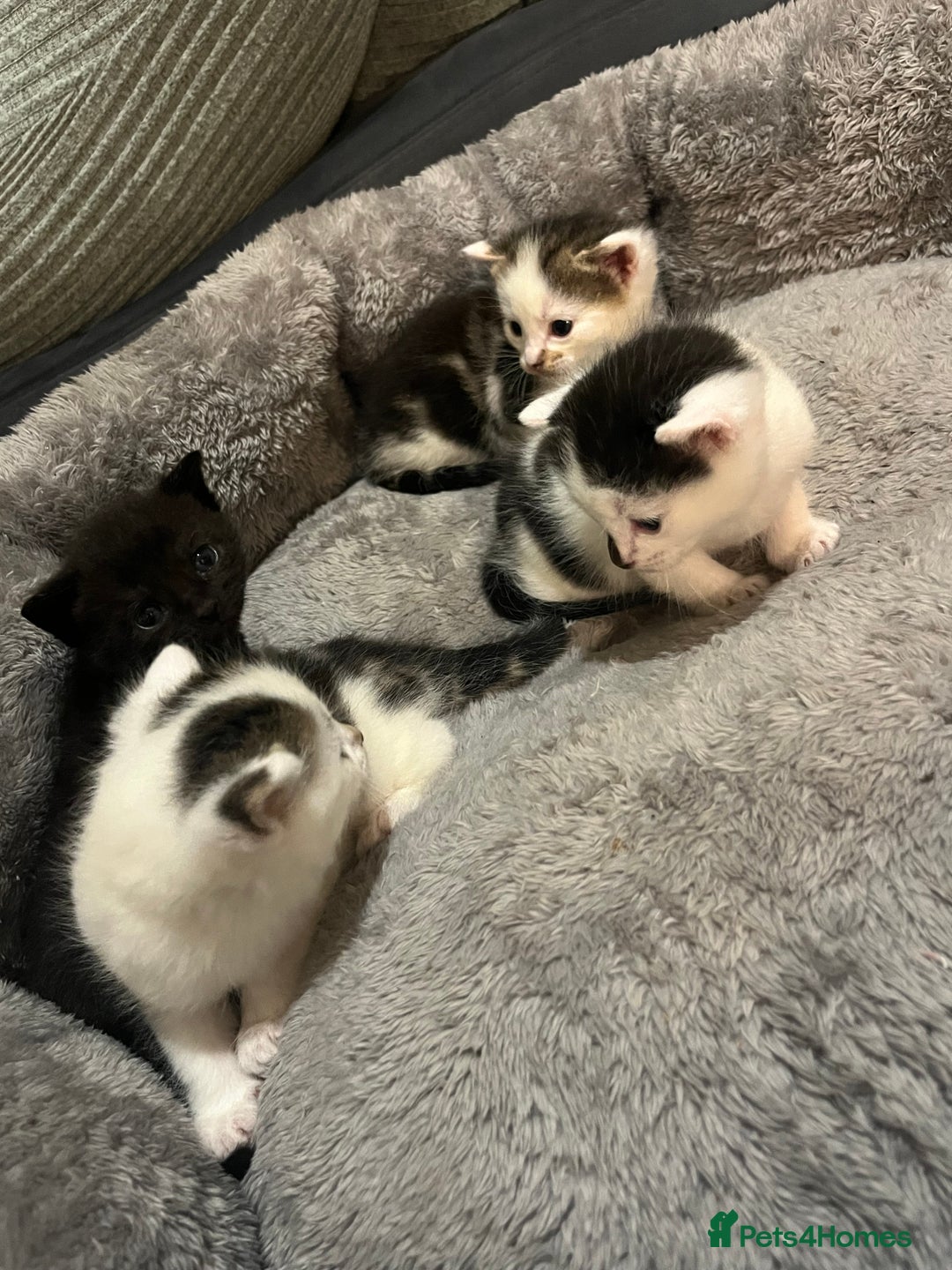 Mixed Breed cats for sale: 4 kitty’s searching for their 4ever home  - Advert 7