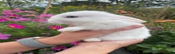 Dutch rabbits for sale: Male baby bunnies  in Oswestry - Advert 7
