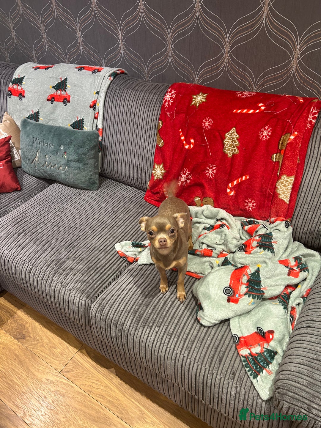 Chihuahua dogs for sale: Quiet Forever Home needed for darling Joey - Advert 8