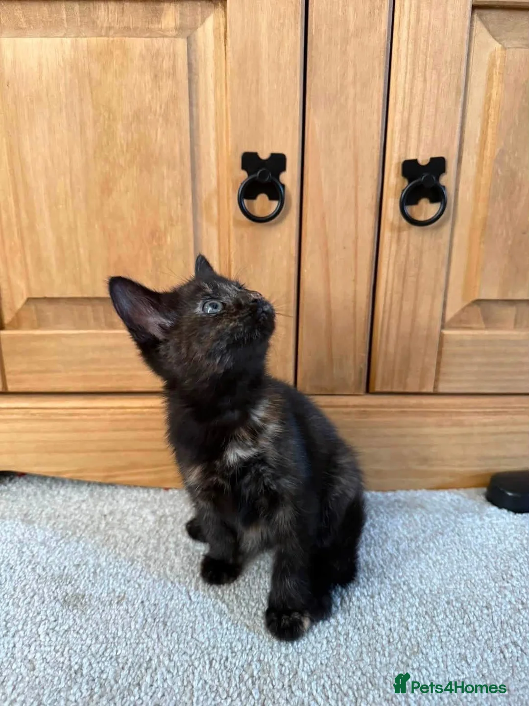 British Shorthair cats for sale: Female BSH kitten  in Neath - Advert 5