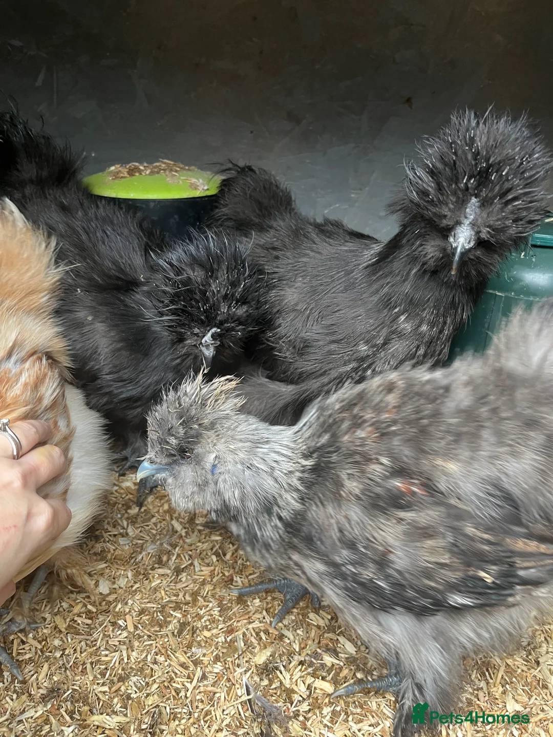 Chickens poultry for sale: Chicks, pullets, cockerels  - Advert 27