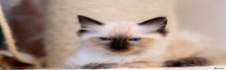 Ragdoll cats for sale: 🏅Last 2 GCCF Ragdoll kittens Ready now - Advert 29