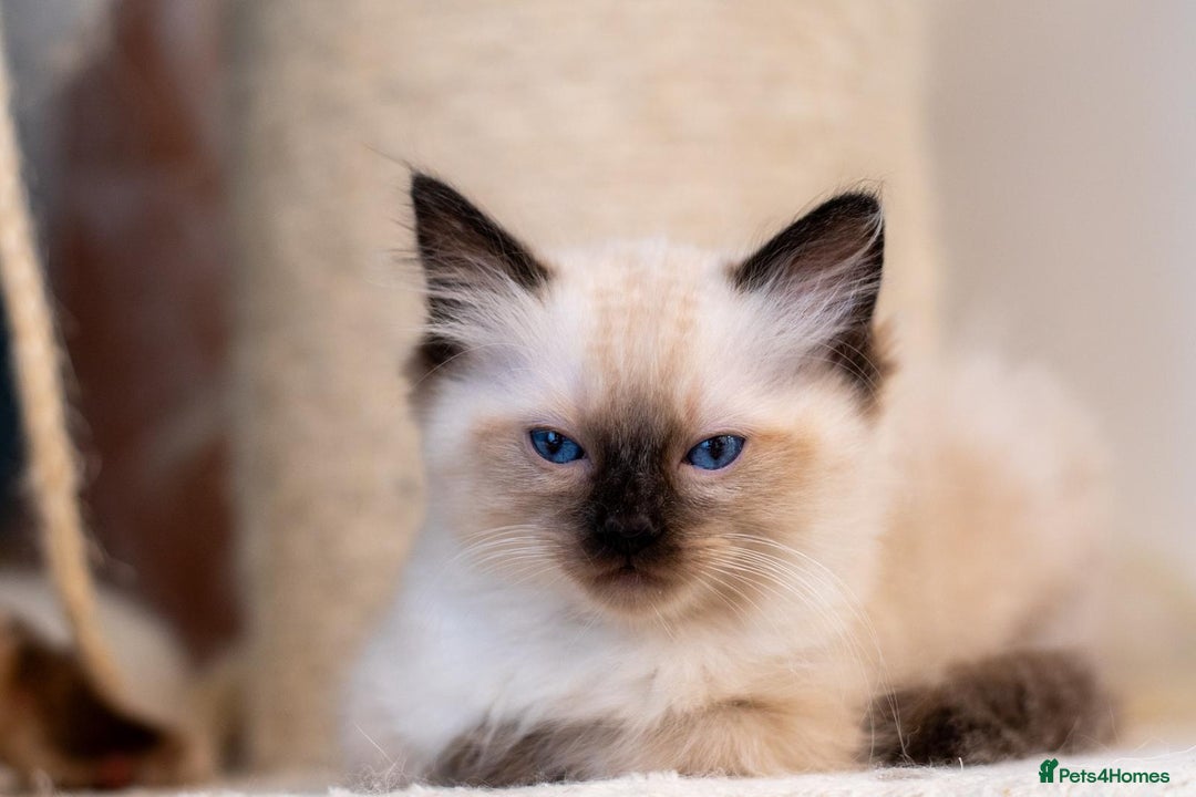 Ragdoll cats for sale: 🏅Last 2 GCCF Ragdoll kittens Ready now - Advert 29