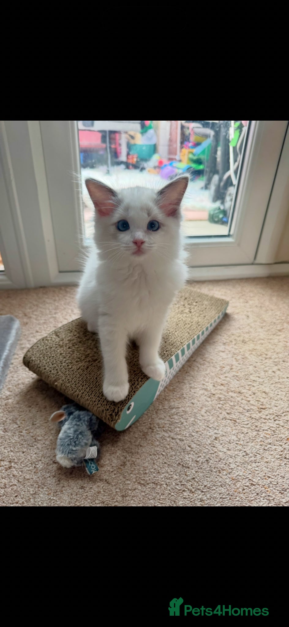 Ragdoll cats TICA reg Ragdoll – Blue Bicolour girl remaining - Advert 13