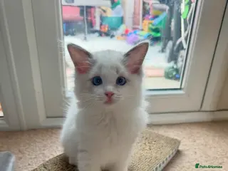 Ragdoll cats TICA reg Ragdoll – Blue Bicolour girl remaining - Advert 16