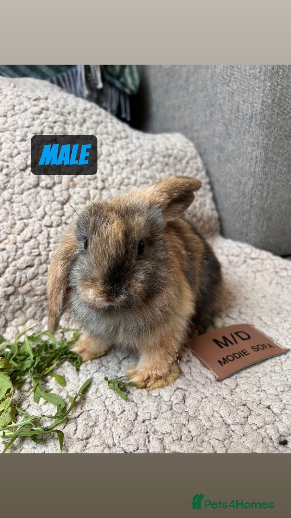 Mini Lop rabbits 6 (2 LEFT) MIXED BEAUTIFUL MINILOP BUNNYS FOR SALE - Advert 1