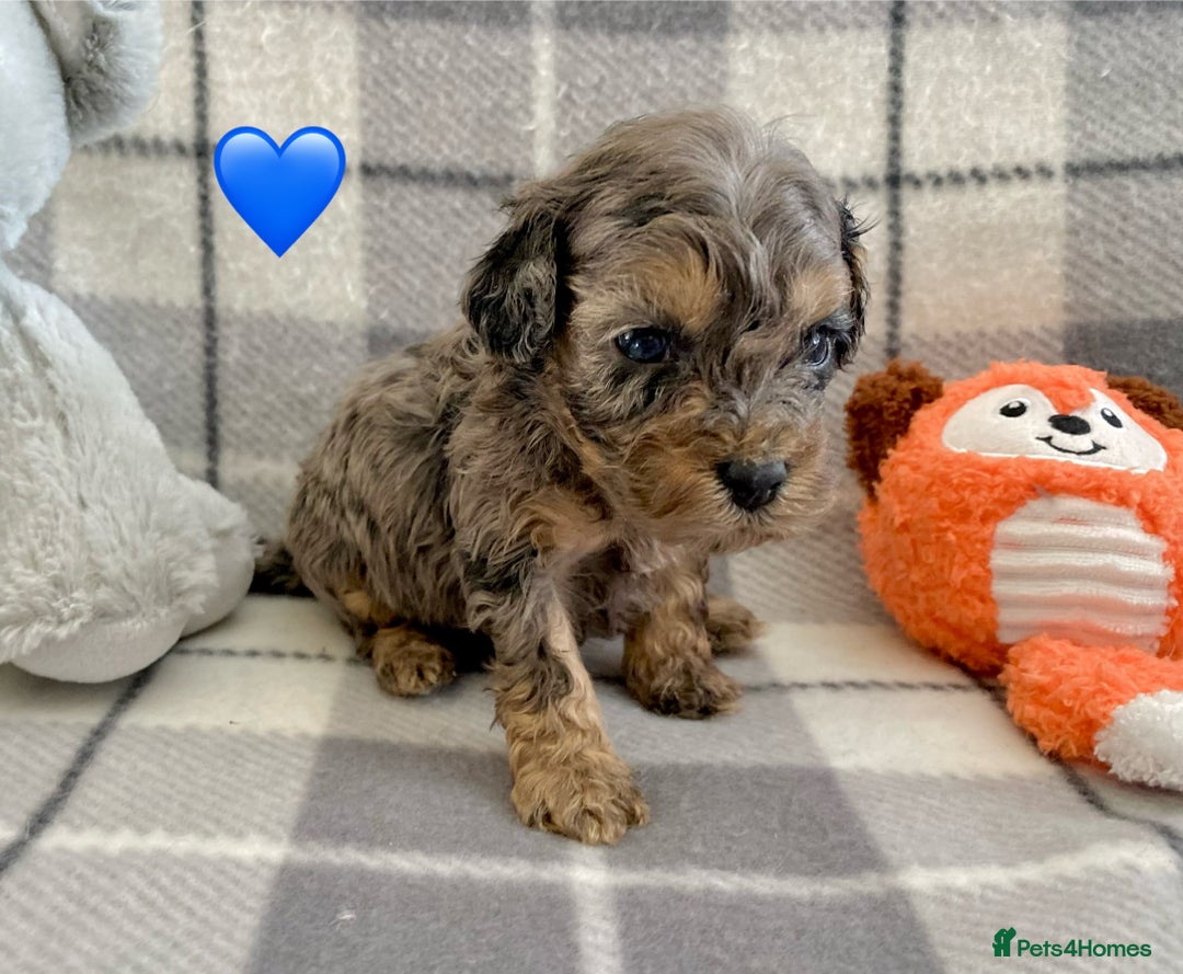 Cavapoo dogs for sale: 💖 F1B Cavapoo Puppies FULLY DNA TESTED 💖 - Image 4
