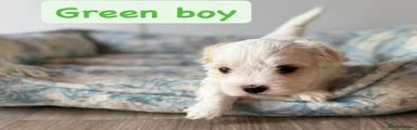 Coton De Tulear Puppy 3