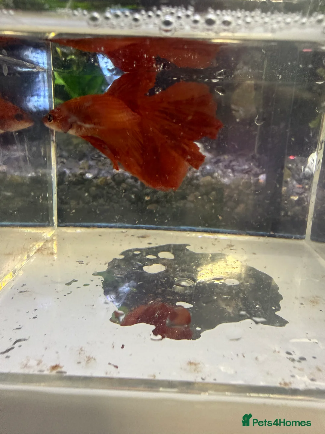 Bettas fish for sale: Bettas for sale  in Brighton - Advert 5