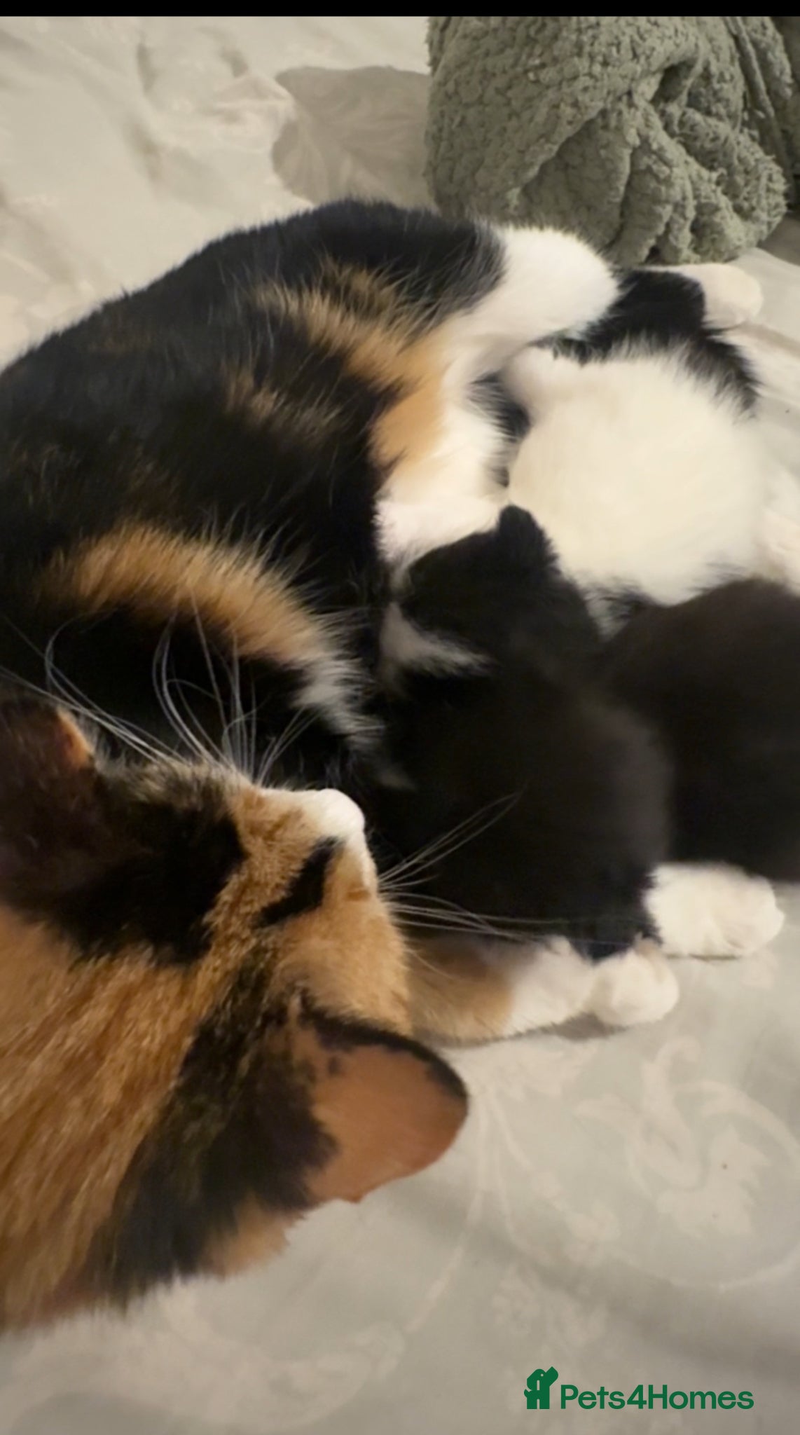 Domestic Shorthair cats Kittens for sale  - Advert 3