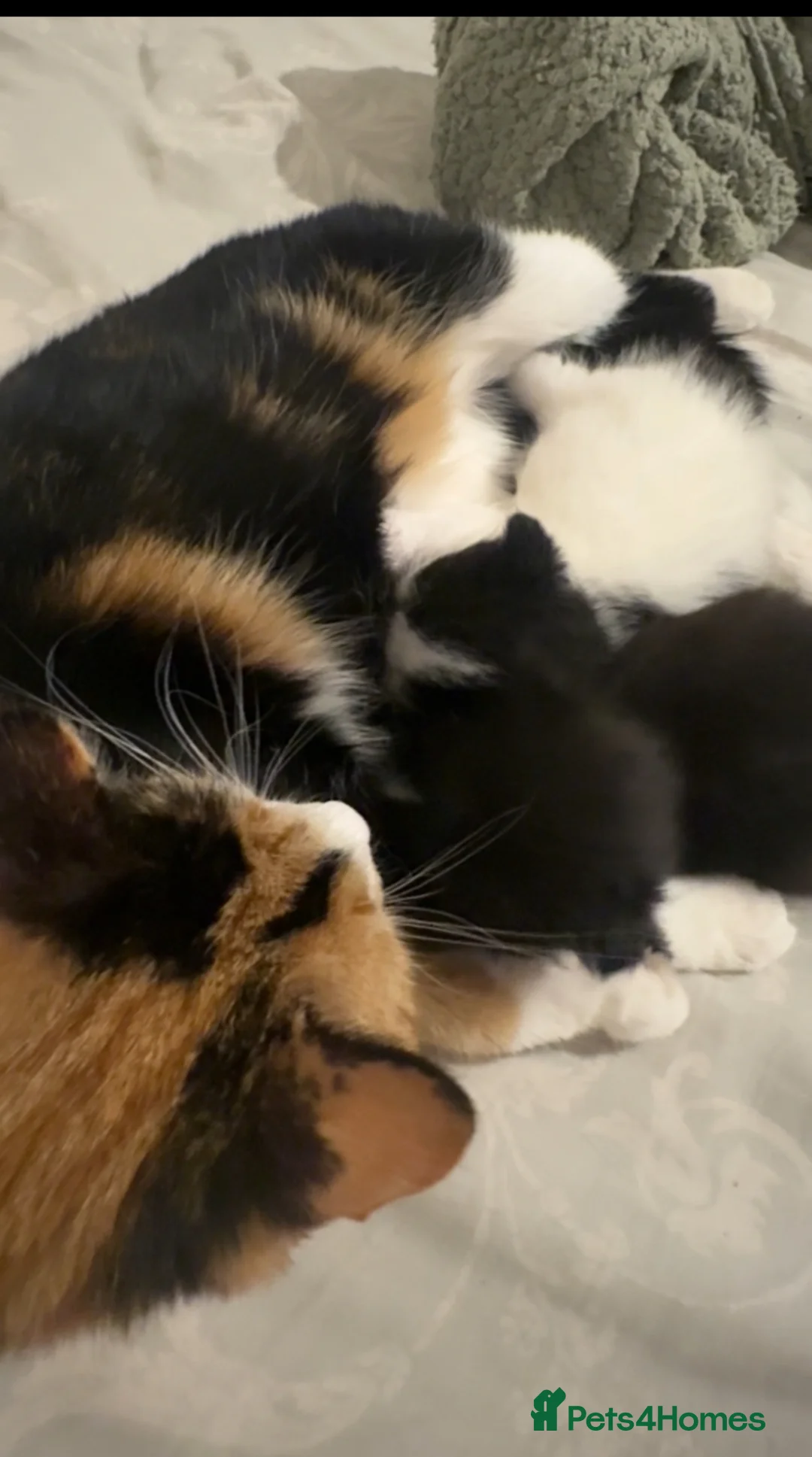 Domestic Shorthair cats for sale: Kittens for sale  - Advert 1