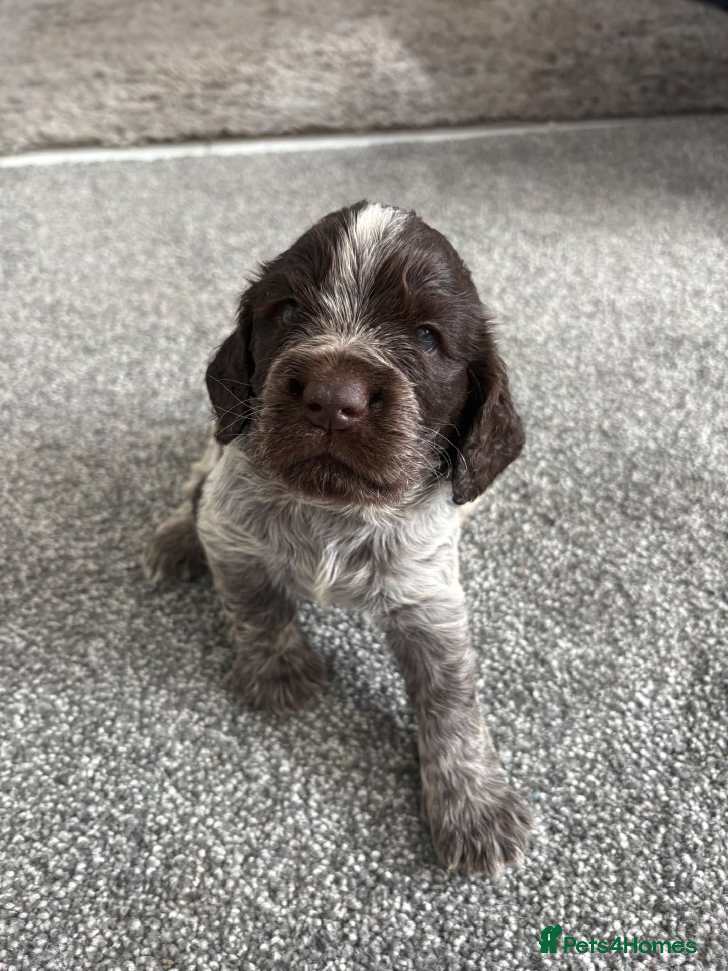 Cocker Spaniel dogs Show x Working Cocker Spaniel Puppies - Advert 10