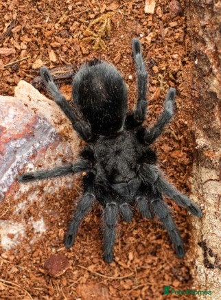 Tarantulas invertebrates TARANTULAS FOR SALE - Last few left! - Advert 8