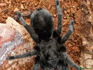 Tarantulas invertebrates TARANTULAS FOR SALE - Last few left! - Advert 8