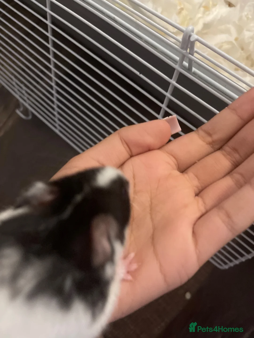 Hamster rodents for sale: Hamster for sale in Huddersfield - Advert 2