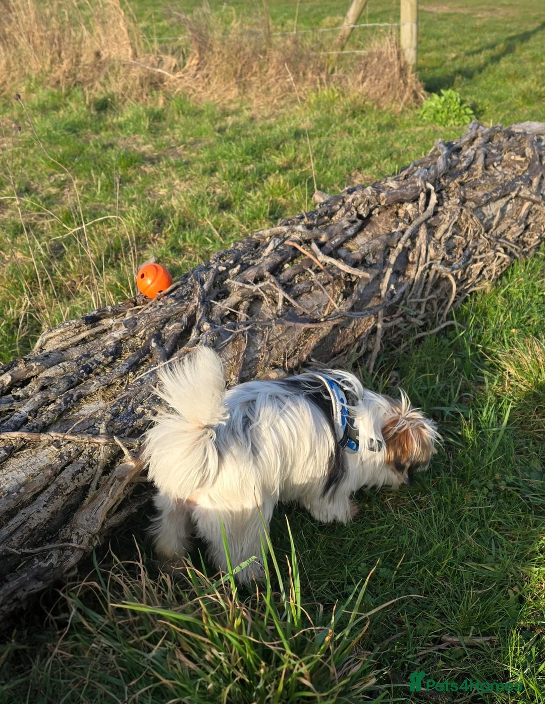 Biewer Terrier dogs for sale: 🐾 Adorable Biewer Terrier Puppies – Bedfordshire - Advert 9